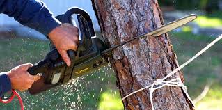 Lawn Maintenance Plans in Shandon, CA