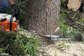 Best Stump Grinding and Removal  in Shandon, CA