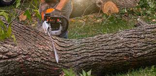 How Our Tree Care Process Works  in  Shandon, CA