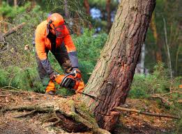 Best Tree Disease Treatment  in Shandon, CA