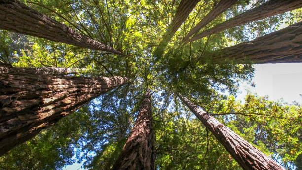 Best Arborist Consultation Services  in Shandon, CA
