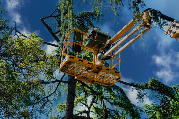 Reliable Shandon, CA Tree Removal Solutions