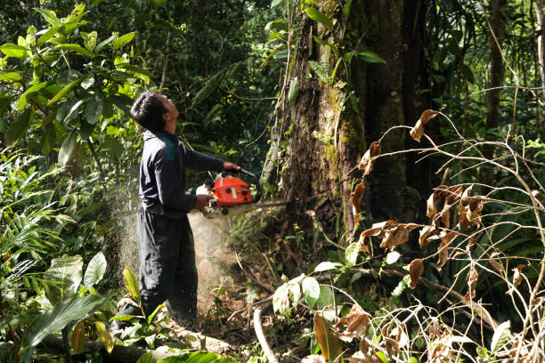 Best Tree Preservation Services  in Shandon, CA