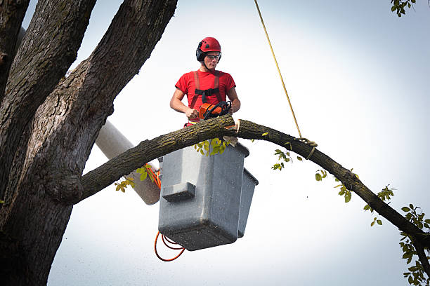 Best Fruit Tree Pruning  in Shandon, CA