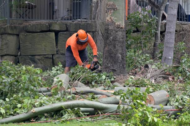  Shandon, CA Tree Removal Pros