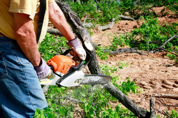 Best Soil Testing and Treatment  in Shandon, CA